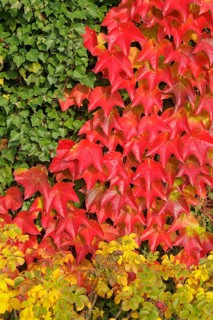 Boston ivy (Parthenocissus tricuspidata)