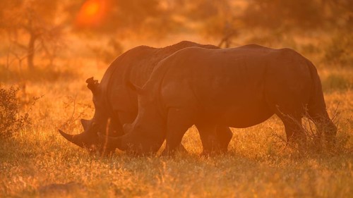 White rhinoceros (Ceratotherium simum)