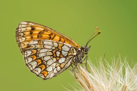 Knapweed fritillary (Melitaea phoebe) sits on dandelion seed stand