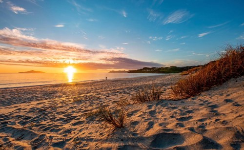 Grasses in the sand
