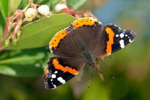 Red Admiral (Vanessa atalanta)