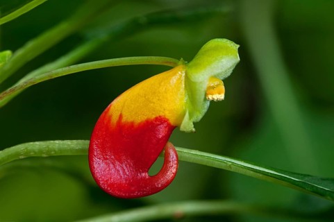 Red and yellow flower of the Congo Cockatoo (Impatiens niamniamensis)