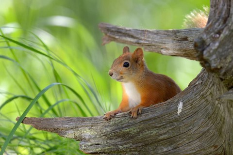 Eurasian Red Squirrel (Sciurus vulgaris) looks curiously out from behind an old pine stump