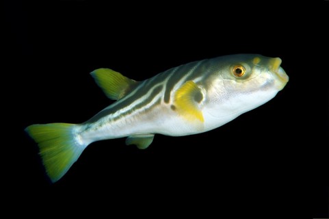 Striped puffer (Takifugu xanthopterus)