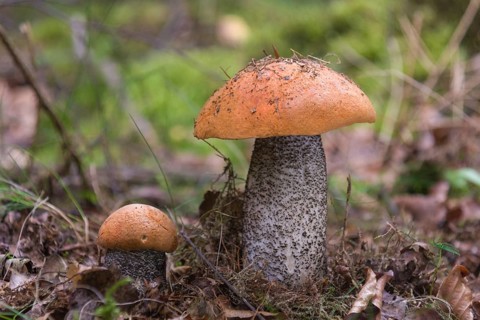 Orange Birch Bolete (Leccinum versipelle)