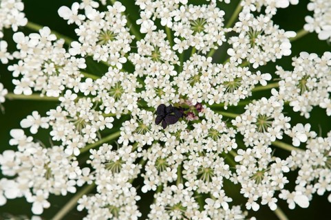 Umbel of Wild Carrot