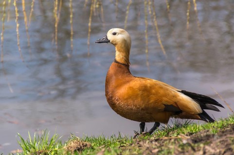 Ruddy Shelduck (Tadorna ferruginea)