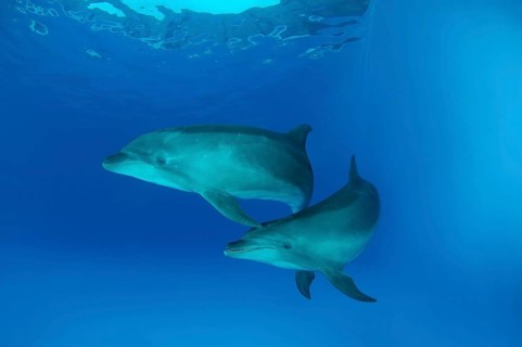 Bottlenose Dolphins (Tursiops truncatus)