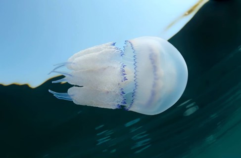 Barrel jellyfish or Dustbin-lid jellyfish (Rhisostoma pulmo)