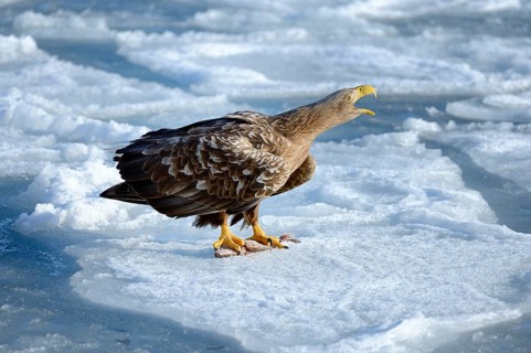 White-tailed Eagle or Sea Eagle (Haliaeetus albicilla)
