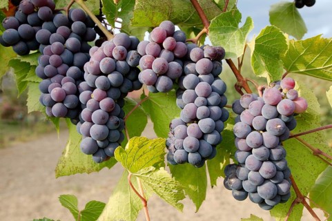 Bunches of grapes