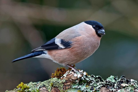 Bullfinch or Eurasian Bullfinch (Pyrrhula pyrrhula)