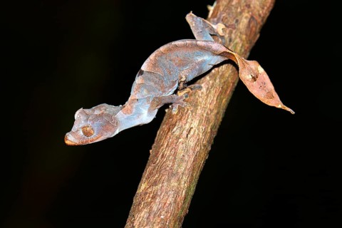 Leaf-tailed Gecko (Uroplatus ebenaui ssp.)