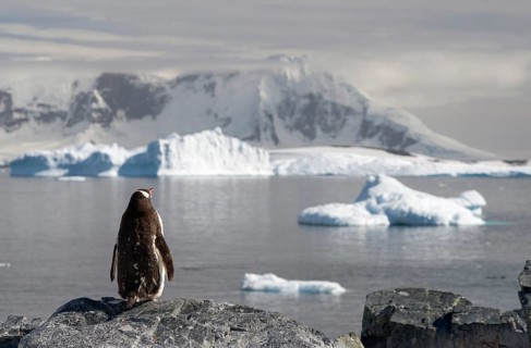 Gentoo Penguin (Pygoscelis papua)
