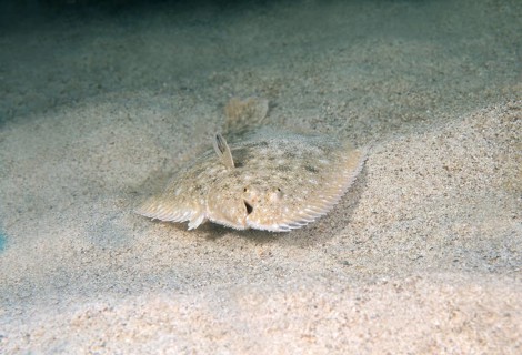Snouted Sole (Solea lascaris nasuta