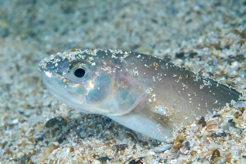 Roche's Snake Blenny (Ophidion rochei)