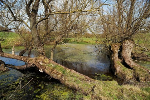 Old willow trees (Salix) at a dead ice kettle hole