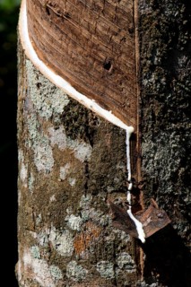 Incised Rubber Tree (Hevea brasiliensis)