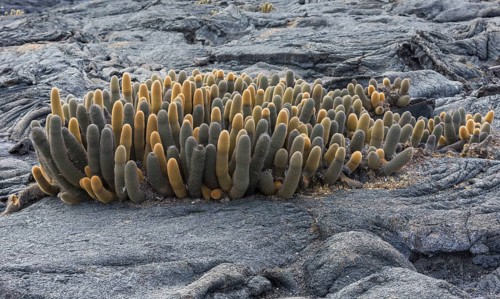 Lava Cactus (Brachycereus nesioticus)