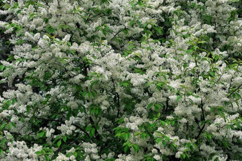 Blossoming Bird Cherry or Hackberry (Prunus padus)