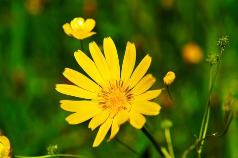 Meadow Salsify or Showy Goat's-beard (Tragopogon pratensis)