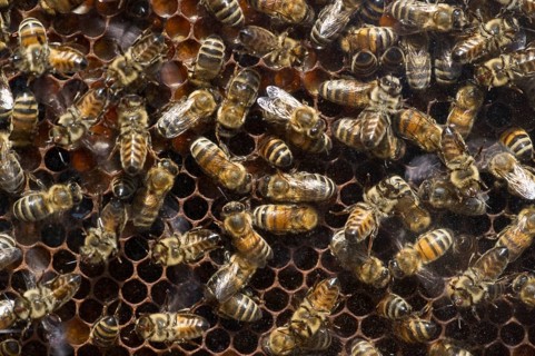 Honey Bees (Apis sp.) on a honeycomb