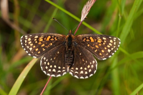 False Heath Fritillary (Melitaea diamina)