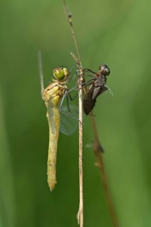 Newly hatched Spotted Darter (Sympetrum depessiusculum) with exuvia