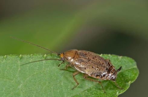 European Cockroach (Ectobius lapponicus)