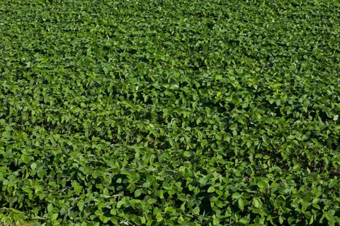 Soy field