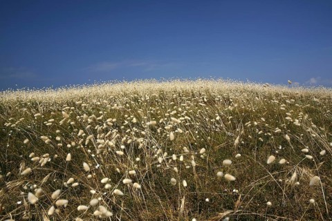 Flowering marram grass