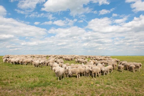 Merino Sheep (Ovis sp.)