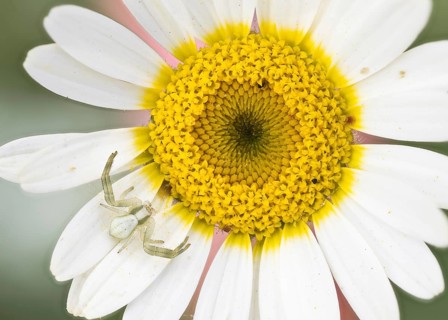 Goldenrod crab spider (Misumena vatia)