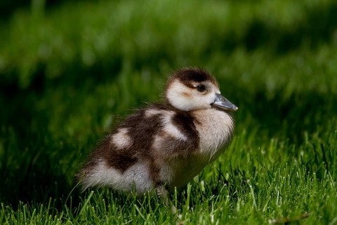 Domestic goose (Anser anser domestica)