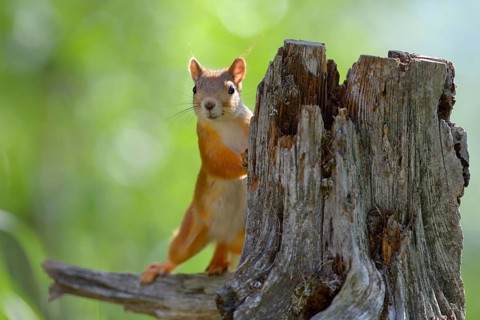 Eurasian Red Squirrel (Sciurus vulgaris) looks curiously out from behind an old pine stump