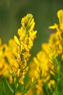 Scotch Broom (Cytisus scoparius)