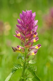 Field Cow-wheat (Melampyrum arvense)