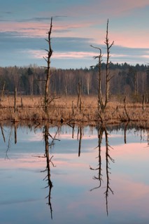 Dead trees in Schwenninger Moos Nature Reserve
