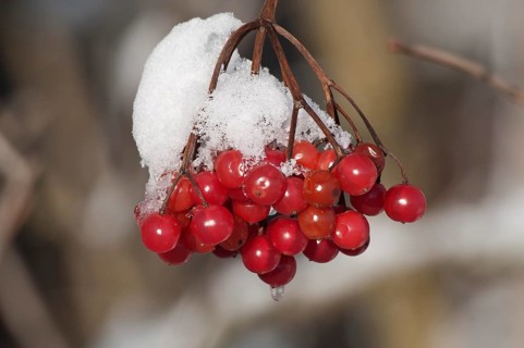 Viburnum (Viburnum opulus)