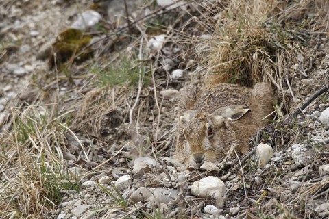 European Hare or Brown Hare (Lepus europaeus) hiding in a shallow depression