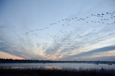 Flock of birds flying over a marsh in the morning