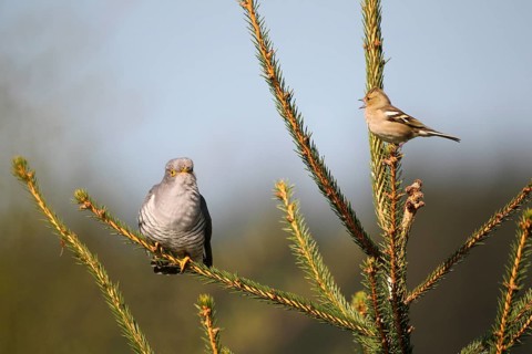 Chaffinch (Fringilla coelebs) being angry with a cuckoo (Cuculus canorus)