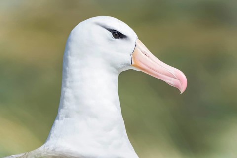 Black-browed Albatross or Black-browed Mollymawk (Thalassarche melanophris)