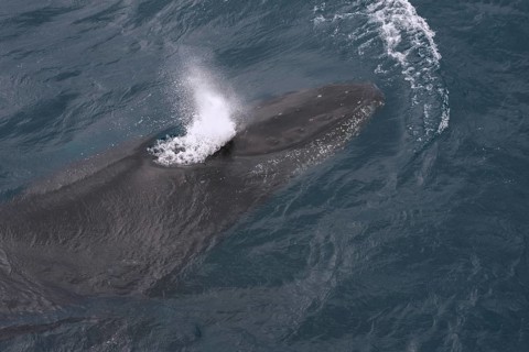 Humpback Whale (Megaptera novaeangliae)