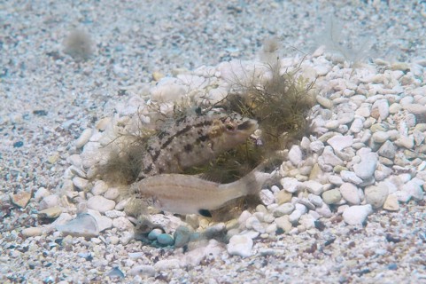 Grey wrasse (Symphodus cinereus)