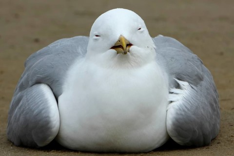 Common Gull (Larus canus) acting apathetic and having coordination difficulties due to a thiamine deficiency