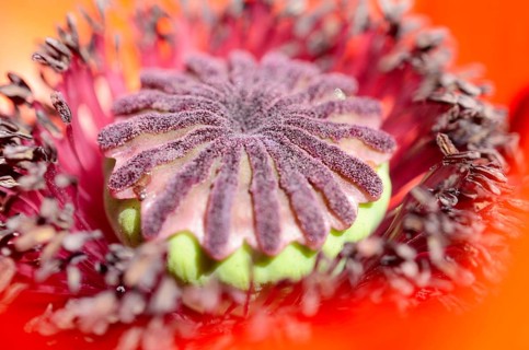 Oriental Poppy (Papaver orientale)