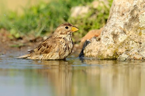 Corn Bunting (Emberiza calandra) washing itself