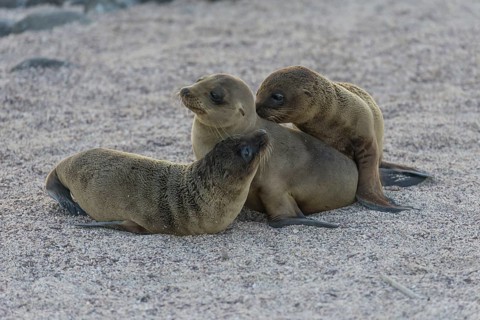 Young Galapagos Sea Lions (Zalophus wollebaeki)
