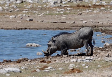 Warthog (Phacochoerus africanus) at a waterhole
